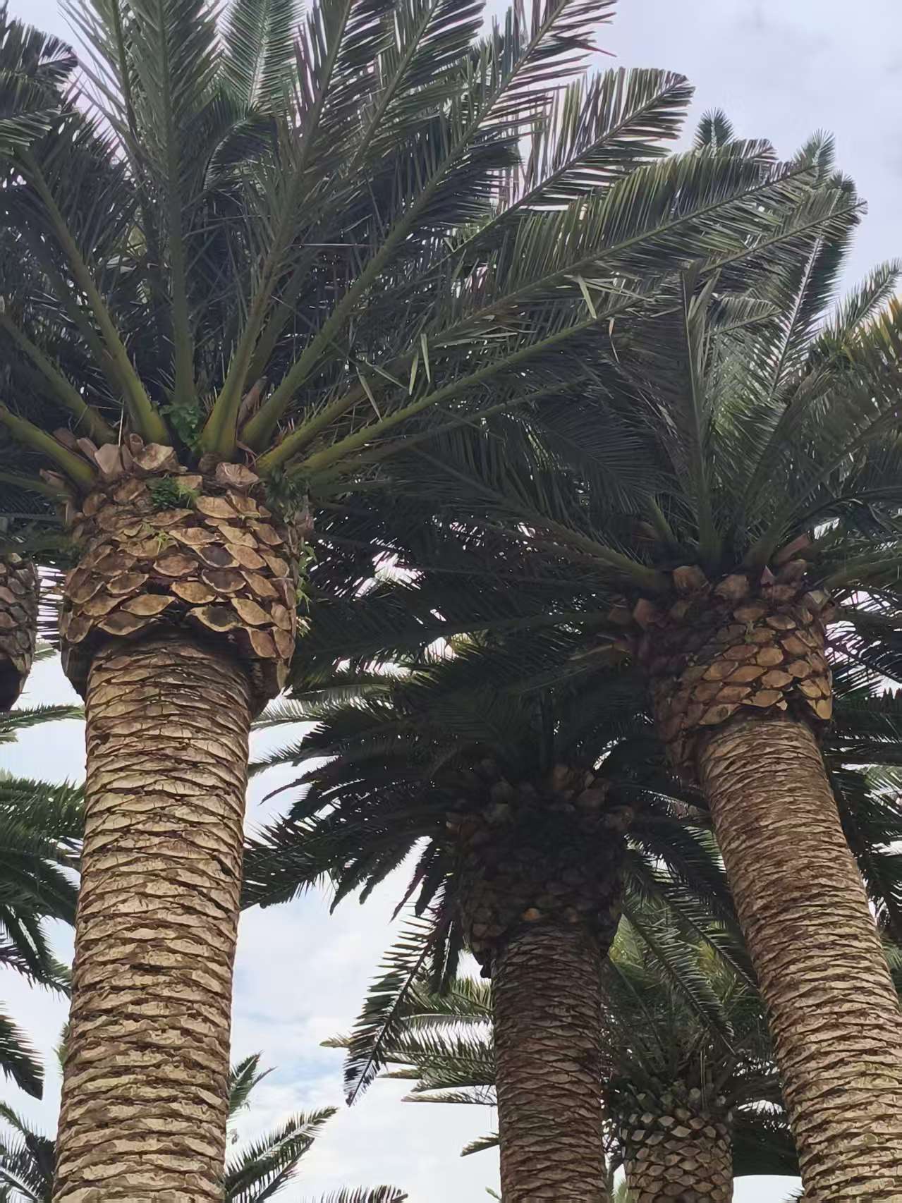 树